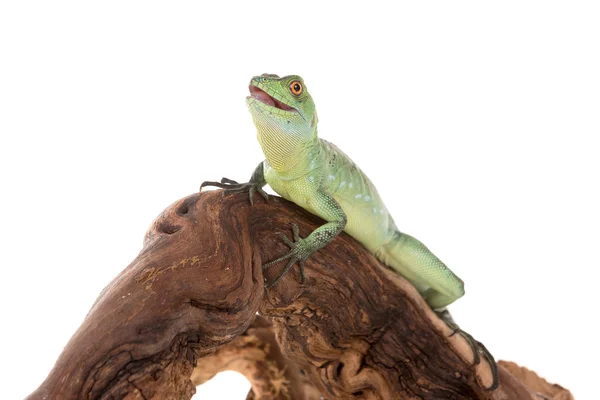 Groene basilisk hagedis — Stockfoto