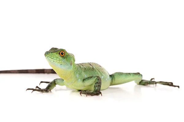 Lagarto basilisco verde — Foto de Stock