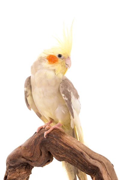 Cockatiel parrot bird — Stock Photo, Image