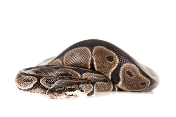 Bela cobra python — Fotografia de Stock