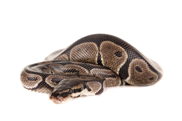 Bela cobra python — Fotografia de Stock
