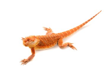 Sakallı Ejder sürüngen