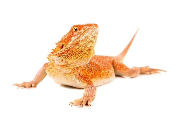 Bearded dragon reptile — Stock Photo, Image