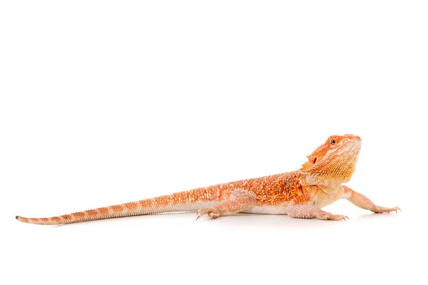 Bearded dragon reptile — Stock Photo, Image