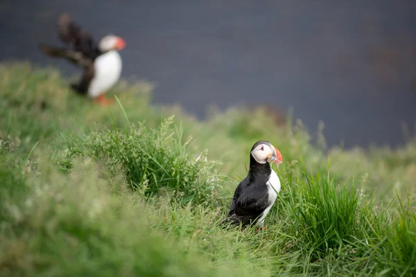 Puffin ptáků na Islandu — Stock fotografie