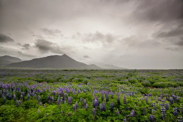 Montañas y flores en Islandia — Foto de Stock