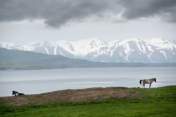 Islandská krajina s koňmi — Stock fotografie