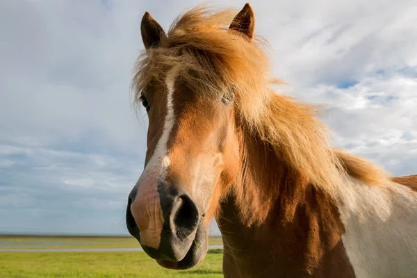 Hermoso caballo — Foto de Stock