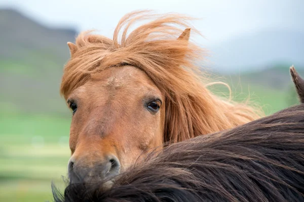 Islandští koně — Stock fotografie