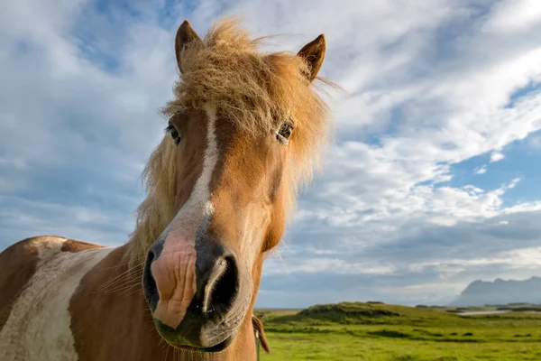 Cabeza de caballo islandés — Foto de Stock