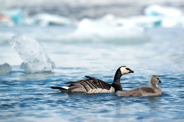 Barnacle Goose birds — Stock Photo, Image