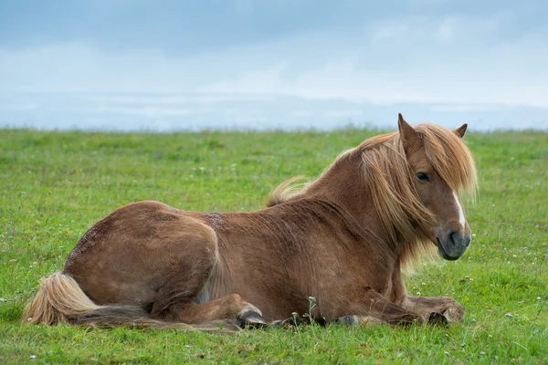 Caballo islandés con cielo dramático — Foto de Stock