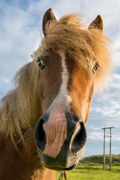 Islandský kůň hlavu — Stock fotografie