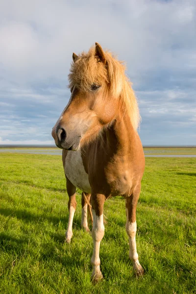 Islandský kůň s krásný západ slunce — Stock fotografie