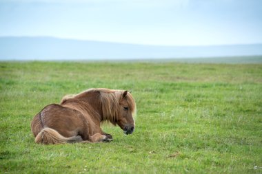 Çim döşeme İzlanda'at
