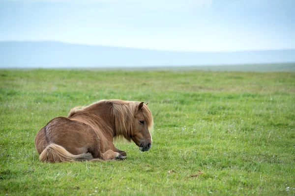 Horse in Iceland laying on grass