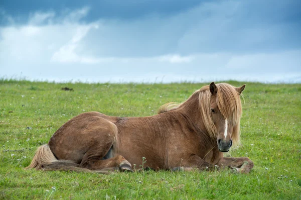 Horse in Iceland laying on grass — Stock Photo, Image