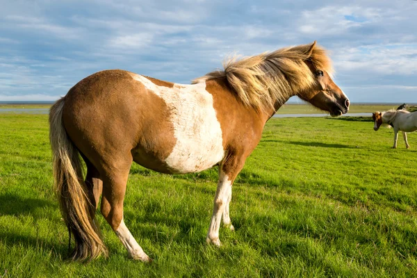 Pferd auf Weide in Island Stockbild