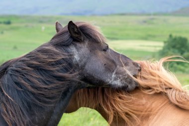 Two Horses in Iceland nature