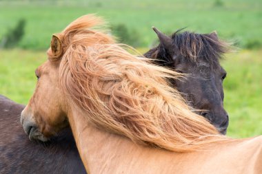 Two Horses in Iceland nature