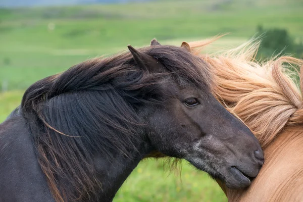 Two Horses in Iceland nature — Stock Photo, Image