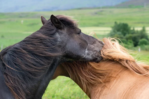 Dois cavalos na natureza Islândia — Fotografia de Stock