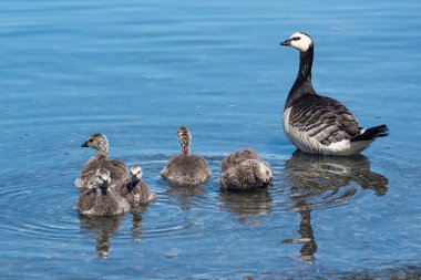 Barnacle Goose with small goslings clipart