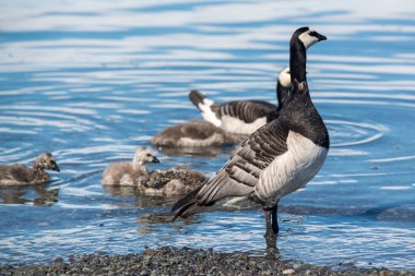 Barnacle Goose with small goslings clipart