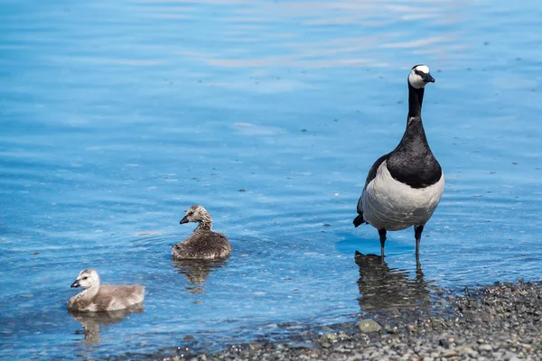 Seeteufel-Gans mit kleinen Gösslingen — Stockfoto