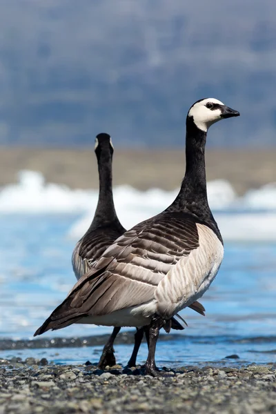 Seeteufelgänse in Island — Stockfoto