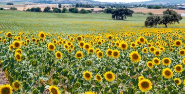 Yazın ayçiçeği tarlası