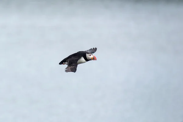 Паффиновая птица летит в небе — стоковое фото