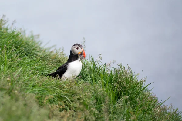 大西洋 puffin 鳥 — ストック写真