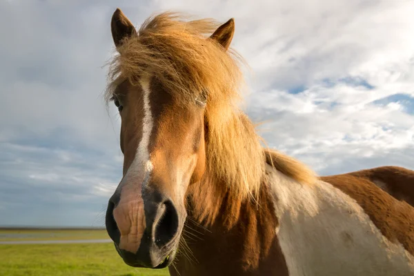 Brown horse in Iceland outdoors — Stock Photo, Image