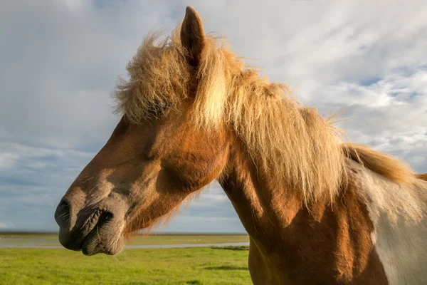 Brown horse in Iceland outdoors — Stock Photo, Image