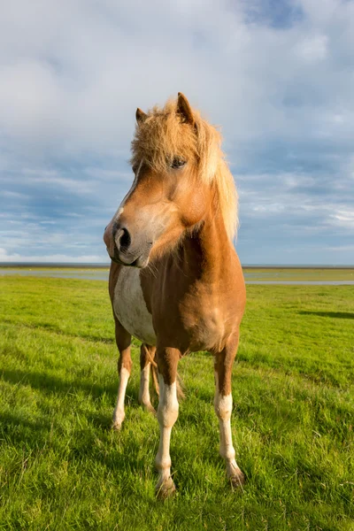 Hnědý kůň v přírodě Islandu — Stock fotografie