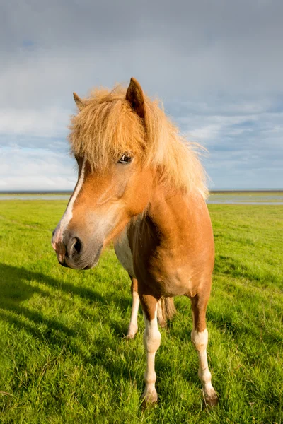 Caballo marrón en Islandia al aire libre — Foto de Stock