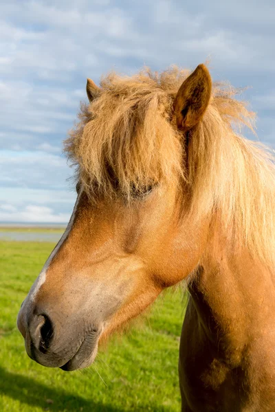 Cavalo marrom na Islândia ao ar livre — Fotografia de Stock