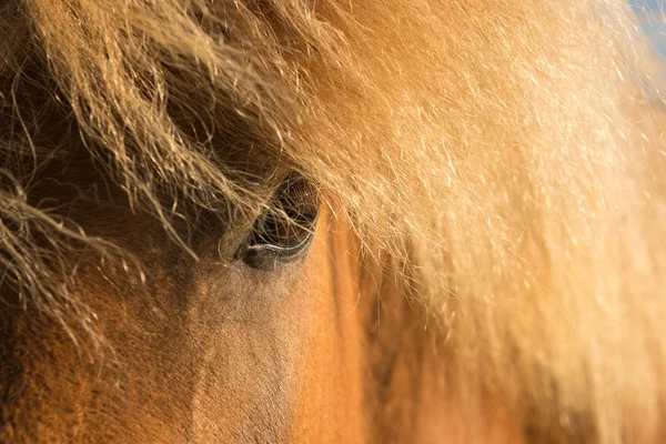 Braunes Pferd im Freien in Island — Stockfoto