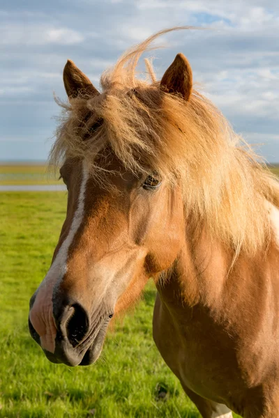 Brown horse outdoor in Iceland — Stock Photo, Image