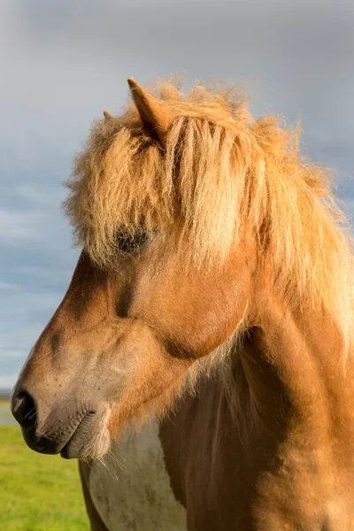 Cavalo marrom ao ar livre na Islândia — Fotografia de Stock