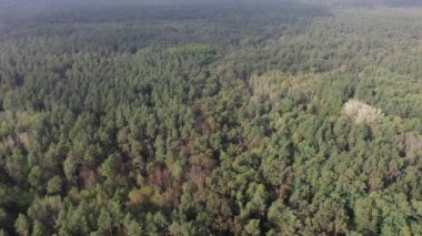 Çam ormanının havadan görünüşü. Ormanın üzerinde uçarken.