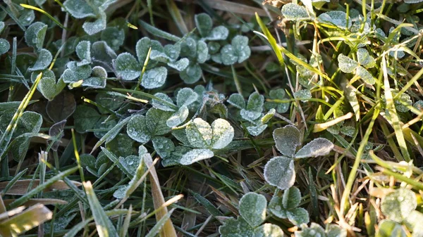 Europa Ucrania Kiev Diciembre 2020 Tiempo Anormal Hielo Pesado Congelación — Foto de Stock