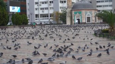 İzmir, Türkiye - Ocak 2021: Covid-19 koronavirüs salgını sırasında ana meydanda güvercinler var. İnsansız boş bir şehir. Meydanda bir sürü kuş var..