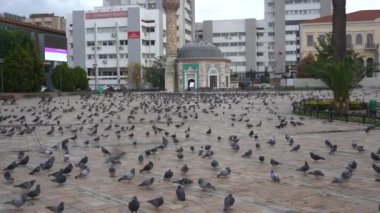 İzmir, Türkiye - Ocak 2021: Covid-19 koronavirüs salgını sırasında ana meydanda güvercinler var. İnsansız boş bir şehir. Meydanda bir sürü kuş var..