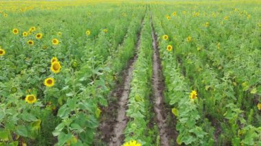 Çiçek açan bir tarla. İnsansız hava aracının görüntüsü. Ayçiçeği tarlasının havadan görünüşü.
