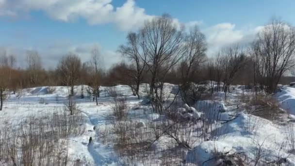 Luchtfoto Zwerfhonden Het Winterbos Een Zwerm Zwerfhonden Loopt Langs Een — Stockvideo