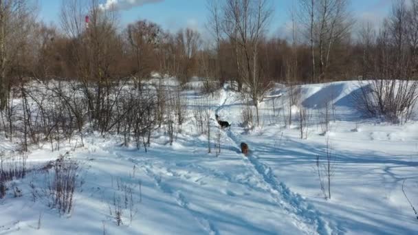 Αεροφωτογραφία. Αδέσποτα σκυλιά στο χειμερινό δάσος. Ένα κοπάδι αδέσποτων σκύλων τρέχει κατά μήκος ενός δασικού μονοπατιού. Ένα σμήνος σκύλων περπατάει στο χιόνι. — Αρχείο Βίντεο
