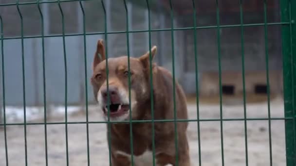 流浪狗庇护所 被圈起来的无家可归的狗狗在牢里吠叫 狗在栅栏后面吠叫 — 图库视频影像