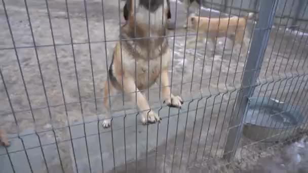 Sokak Köpekleri Için Barınak Evsiz Köpekler Etrafını Sarmış Köpek Parmaklıkların — Stok video